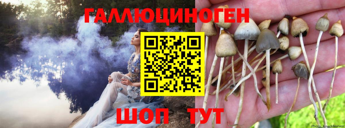 Псилоцибиновые грибы Psilocybe Междуреченск
